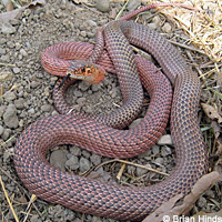 San Joaquin Coachwhip