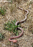 San Joaquin Coachwhip