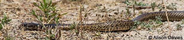 Baja California Coachwhip