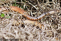 Baja California Coachwhip