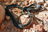 Baja California Coachwhip