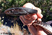 Baja California Coachwhip