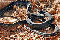 Baja California Coachwhip