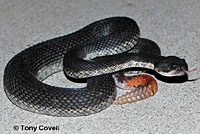 southern pacific rattlesnake