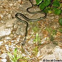 northern pacific rattlesnake