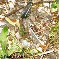 northern pacific rattlesnake