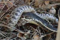 California Striped Racer