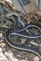 California Striped Racer