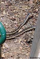 California Striped Racer