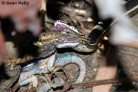 California Striped Racer eating a male Great Basin Fence lizard