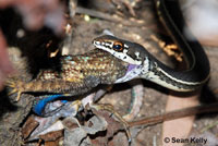 California Striped Racer eating a male Great Basin Fence lizard