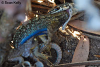 California Striped Racer eating a male Great Basin Fence lizard