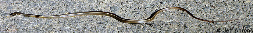 California Striped Racer