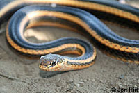 Alameda Striped Racer