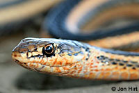 Alameda Striped Racer