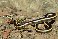 Alameda Striped Racer