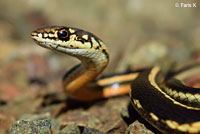 Alameda Striped Racer