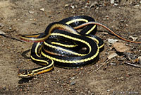 Alameda Striped Racer