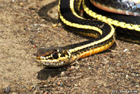 Alameda Striped Racer