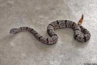 rattlesnake