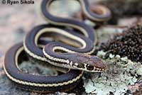 California Striped Racer