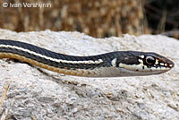 California Striped Racer