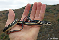 California Striped Racer