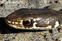 California Striped Racer