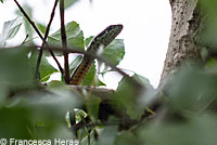 California Striped Racer