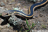 California Striped Racer