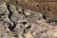 California Striped Racer