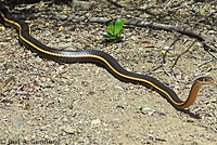 California Striped Racer