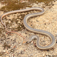 California Striped Racer