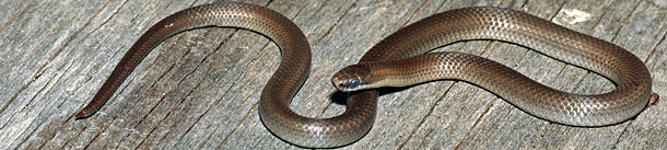 Forest Sharp-tailed Snake 