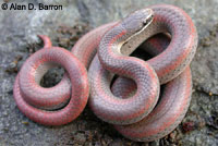 Forest Sharp-tailed Snake 