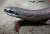 Forest Sharp-tailed Snake 