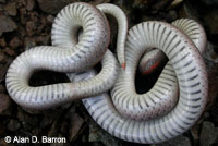 Forest Sharp-tailed Snake 