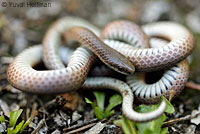 Forest Sharp-tailed Snake 