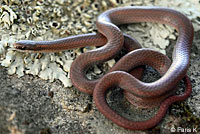 Forest Sharp-tailed Snake 