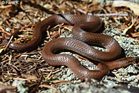 Forest Sharp-tailed Snake 