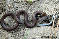 Forest Sharp-tailed Snake 