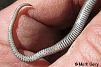 Forest Sharp-tailed Snake 