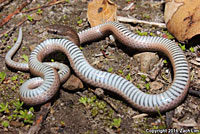 Forest Sharp-tailed Snake 