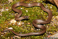 Forest Sharp-tailed Snake 