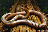 Forest Sharp-tailed Snake 