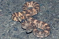 Speckled Rattlesnake