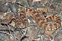 Speckled Rattlesnake