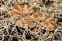 Speckled Rattlesnake