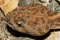 Speckled Rattlesnake