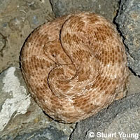 Speckled Rattlesnake